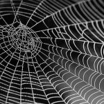 夢占いで本当のあなたがわかる、夢に蜘蛛が出てきた時の７つのメッセージ