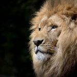 夢占いライオンの夢の7つの意味！あなたはライオンと何をした？